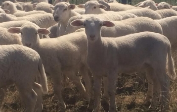 dorper lambs