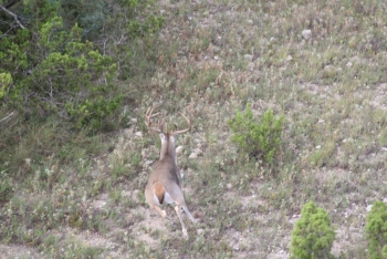 Cargile S deer 07 108