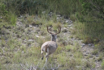 Cargile S deer 07 126