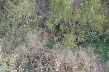 creek deer