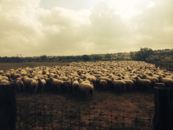 WF Ewes penned 2015